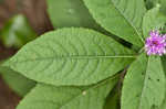 Baldwin's ironweed